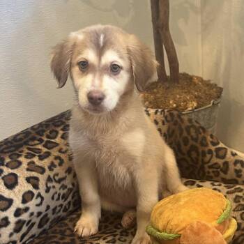 Touchdown -  Great Pyrenees and Husky Dog for Adoption in Eureka Springs, Arkansas - Touchdown | PetCurious