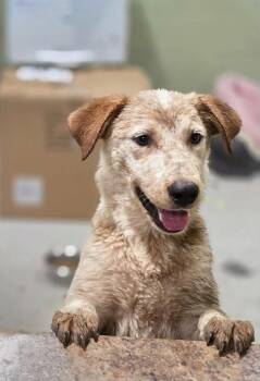 Dean -  Australian Cattle Dog Blue Heeler Dog for Adoption in New Martinsville, West Virginia - Dean | PetCurious