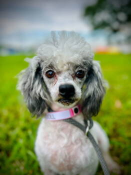 Rescue Poodle Dogs for Adoption in Pacolet, South Carolina - Baby Doll Sep 25 | PetCurious