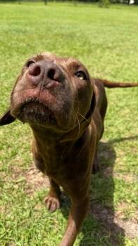 Seven -  Chocolate Labrador Retriever and Mixed Breed Dog for Adoption in Hortense, Georgia - Seven | PetCurious