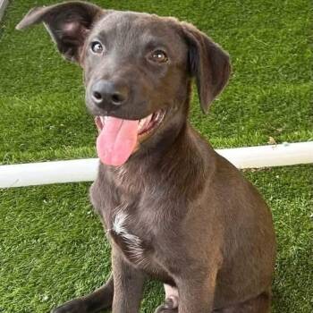 Buddy -  Cattle Dog and Golden Retriever Dog for Adoption in Krum, Texas - Buddy | PetCurious
