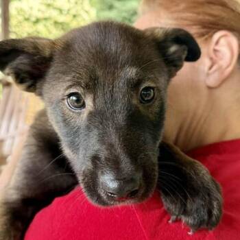 Jacob -  Norwegian Elkhound and Husky Dog for Adoption in Phoenixville, Pennsylvania - Jacob | PetCurious
