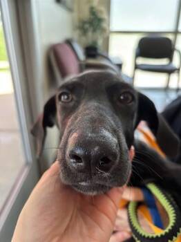 Matcha A220033 -  Labrador Retriever Dog for Adoption in Plano, Texas - Matcha A220033 | PetCurious