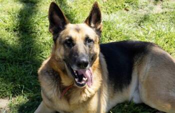 Clyde -  German Shepherd Dog Dog for Adoption in Pilot Point, Texas - Clyde | PetCurious