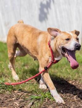 Dierra -  Mixed Breed Dog for Adoption in Chamblee, Georgia - Dierra | PetCurious