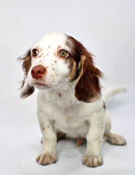 Flynn -  Dachshund and Mixed Breed Dog for Adoption in Morton Grove, Illinois - Flynn | PetCurious