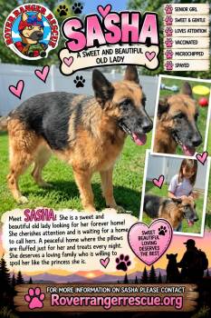 Sasha -  German Shepherd Dog Dog for Adoption in Wrightwood, California - Sasha | PetCurious