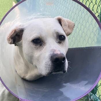 Douglas 5039 -  Yellow Labrador Retriever and Mixed Breed Dog Available for Adoption in Loxahatchee Groves, Florida - Douglas 5039 | PetCurious