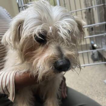 Crouton -  Maltese and Mixed Breed Dog for Adoption in Merriam, Kansas - Crouton | PetCurious