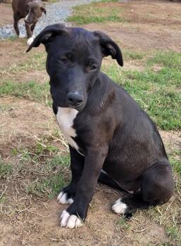 Rescue Labrador Retriever and Weimaraner Dogs for Adoption in Muskogee, Oklahoma - Poppy | PetCurious