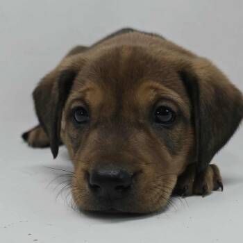 Rescue Beagle and Terrier Dogs for Adoption in Newport, Tennessee - Chopstix | PetCurious