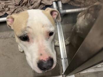 Mixed Breed Dogs Available for Adoption - Vespa | PetCurious