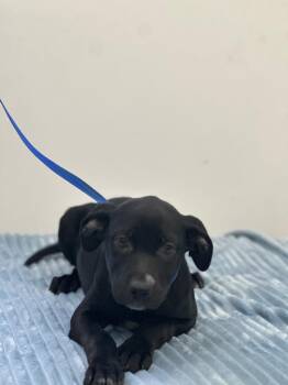 Labrador Retriever Dogs Available for Adoption - Victor | PetCurious