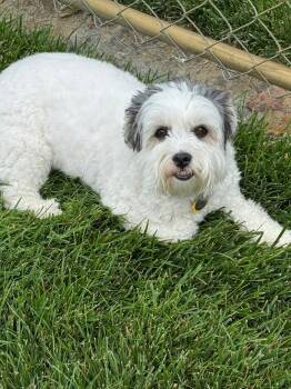 Maggie Mae -  Havanese Dog for Adoption - Maggie Mae | PetCurious