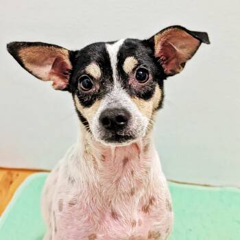 Toyota -  Chihuahua Dog for Adoption in Eustis, Florida - Toyota | PetCurious