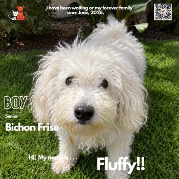 Fluffy -  Bichon Frise Dog for Adoption in Westminster, California - Fluffy | PetCurious