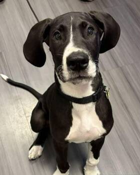 Zeus - Adopted -  Great Dane Dog for Adoption in Grand Rapids, Michigan - Zeus - Adopted | PetCurious