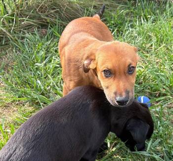 Lochlan -  Labrador Retriever Dog for Adoption in Germantown, Ohio - Lochlan | PetCurious
