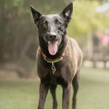 FRIDA **Courtesy Post** -  Belgian Shepherd Malinois Dog for Adoption in Los Angeles, California - FRIDA **Courtesy Post** | PetCurious