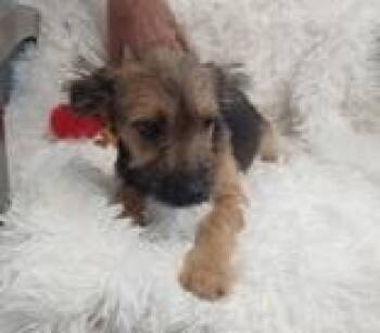Mindy -  Terrier and Mixed Breed Dog for Adoption in Hobart, Indiana - Mindy | PetCurious