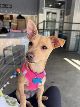Rosie -  Chiweenie Dog for Adoption in Berkeley, California - Rosie | PetCurious