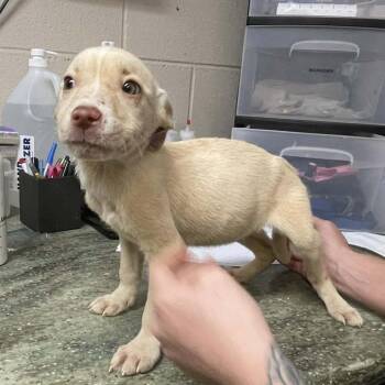 Mixed Breed Dogs Available for Adoption in Wantagh, New York - River | PetCurious
