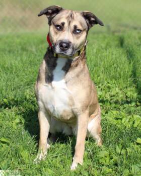KORA -  Pit Bull Terrier and Labrador Retriever Dog for Adoption in Hagerstown, Maryland - KORA | PetCurious