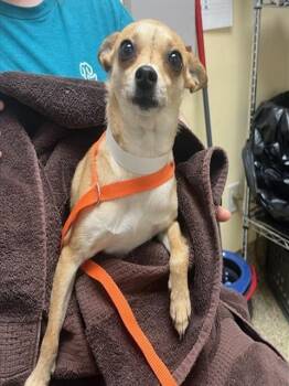 PRALINE -  Chihuahua and Mixed Breed Dog for Adoption in Colorado Springs, Colorado - PRALINE | PetCurious