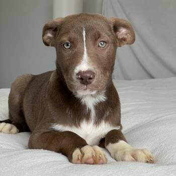 Chocolate Labrador Retriever and Labrador Retriever Dogs Available for Adoption - Gorgeous Gleason | PetCurious