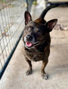 Chihuahua and Mixed Breed Dogs Available for Adoption in St. Augustine, Florida - Mel | PetCurious