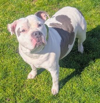 American Bulldog and Mixed Breed Dogs Available for Adoption in Akron, Ohio - SNICKERS | PetCurious