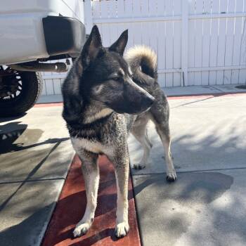 Rescue German Shepherd Dog and Siberian Husky Dogs for Adoption in San Diego, California - Jax | PetCurious