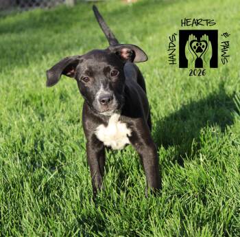 Australian Cattle Dog Blue Heeler Dogs Available for Adoption in Omaha, Nebraska - Dancing Queen | PetCurious