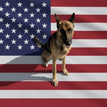 Rescue German Shepherd Dog Dogs for Adoption in Tulsa, Oklahoma - Chief | PetCurious