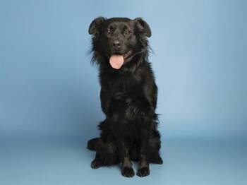 Labrador Retriever and Pit Bull Terrier Dogs Available for Adoption in Phoenix, Arizona - MAC | PetCurious