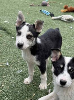 Rescue Australian Cattle Dog Blue Heeler Dogs for Adoption in Bend, Oregon - 3 Month Old Heeler Pups | PetCurious
