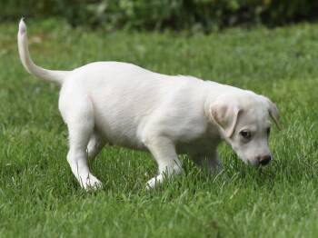 Dagwood -  Labrador Retriever and Beagle Dog for Adoption in Mechanicsburg, Pennsylvania - Dagwood | PetCurious