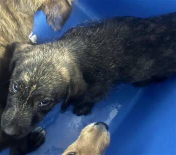 GOJO -  Mixed Breed Dog for Adoption in Dallas, Texas - GOJO | PetCurious