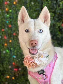 Rescue Siberian Husky and Yellow Labrador Retriever Dogs for Adoption in Carlsbad, California - Snow White | PetCurious