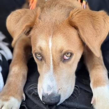 Macho A2198175 -  Pit Bull Terrier and Labrador Retriever Dog for Adoption in Los Angeles, California - Macho A2198175 | PetCurious