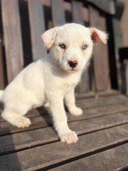 Dove -  Jack Russell Terrier Dog for Adoption in Lodi, California - Dove | PetCurious