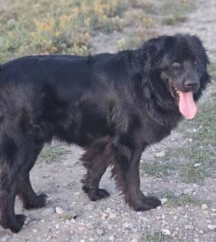 Big Ben -  Newfoundland Dog Dog for Adoption in Claresholm, Alberta - Big Ben | PetCurious