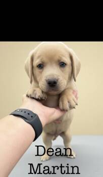 Rescue Pit Bull Terrier Dogs for Adoption in Seaside Heights, New Jersey - Dean Martin | PetCurious