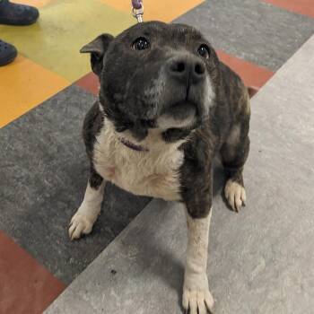 Pit Bull Terrier Dogs Available for Adoption - Roxie | PetCurious