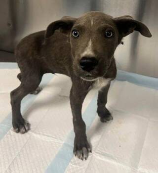 Wyll -  Shepherd and Pit Bull Terrier Dog for Adoption in Fresno, California - Wyll | PetCurious