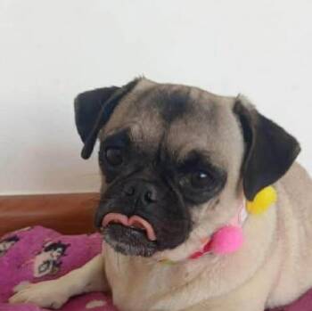 Pug Dogs Available for Adoption - Keky (20260403-02) | PetCurious