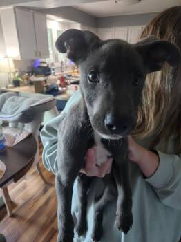 Duck -  Mixed Breed Dog for Adoption in Madison, Wisconsin - Duck | PetCurious