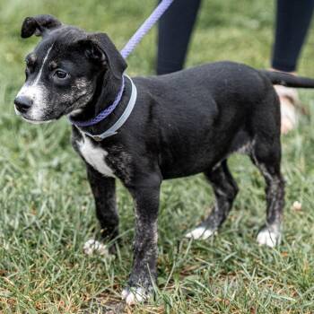 Criss -  Pit Bull Terrier and Mixed Breed Dog for Adoption in Tomah, Wisconsin - Criss | PetCurious