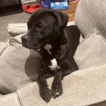 English Bulldog and Mastiff Dogs Available for Adoption - Hendricks | PetCurious