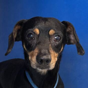 107644 -  Mixed Breed Dog for Adoption in Las Cruces, New Mexico - 107644 | PetCurious